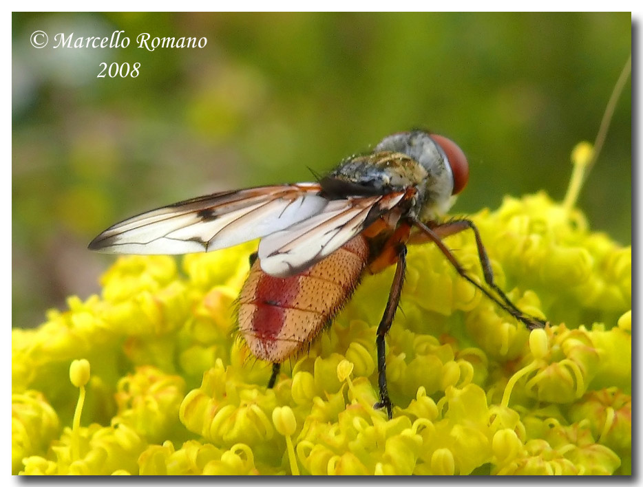 Una Ectophasia crassipennis (?) fotografata a Segesta (TP)